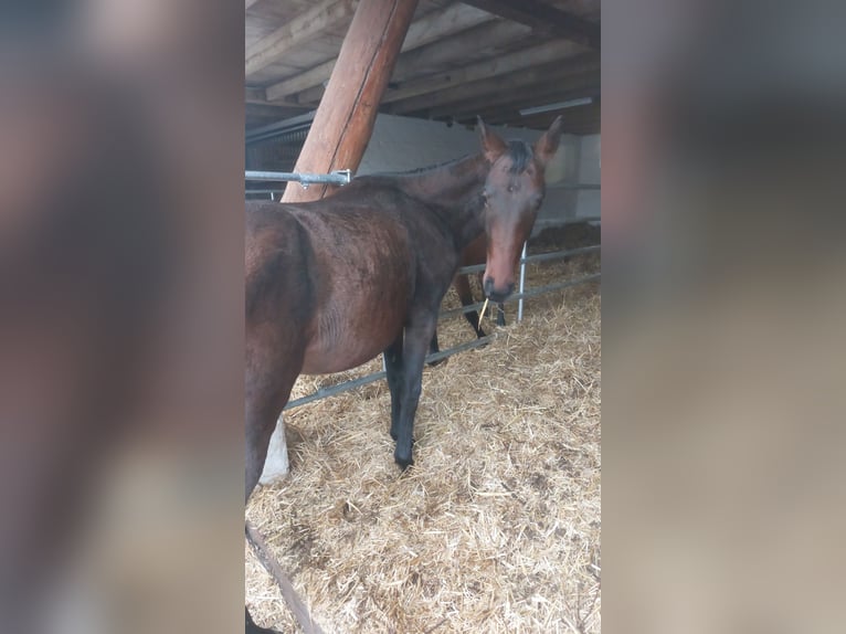 Westfaal Merrie 1 Jaar Zwart in Hiddenhausen