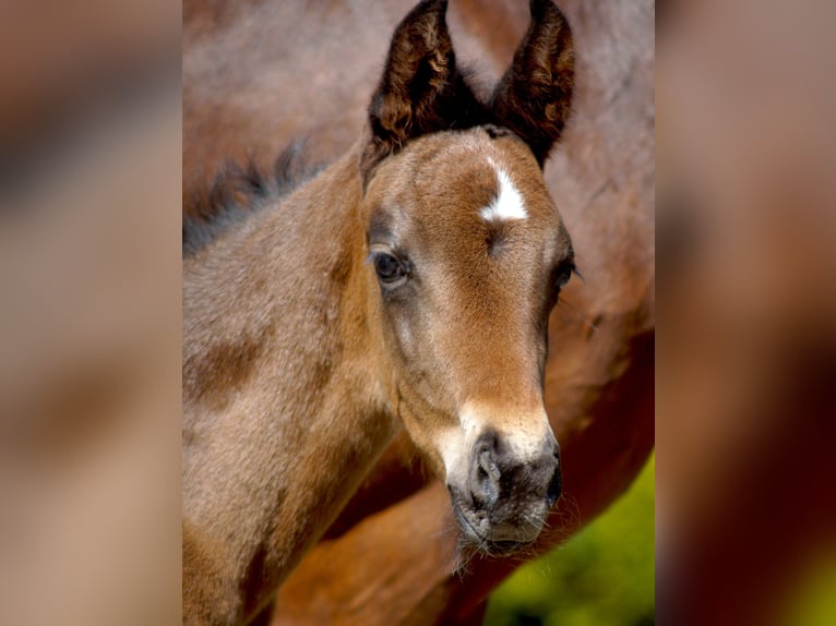 Westfaal Merrie 1 Jaar Zwartbruin in Horstmar