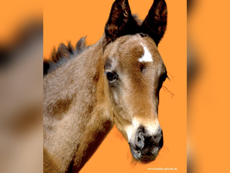 Westfaal Merrie 1 Jaar Zwartbruin in Horstmar