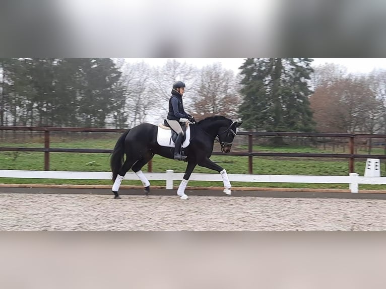 Westfaal Merrie 1 Jaar Zwartbruin in Horstmar