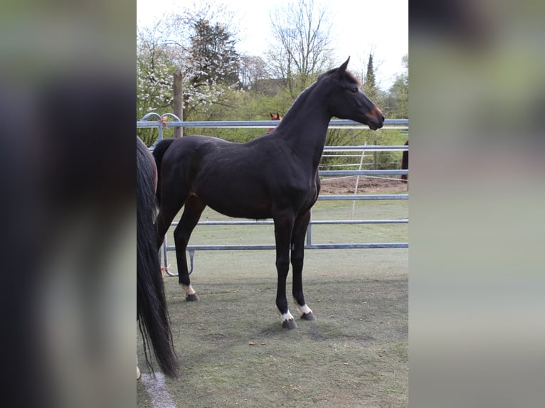 Westfaal Merrie 1 Jaar Zwartbruin in Bad Oeynhausen