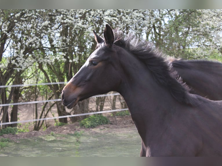 Westfaal Merrie 1 Jaar Zwartbruin in Bad Oeynhausen