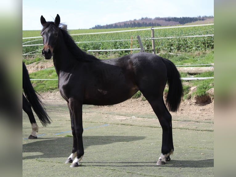 Westfaal Merrie 1 Jaar Zwartbruin in Bad Oeynhausen