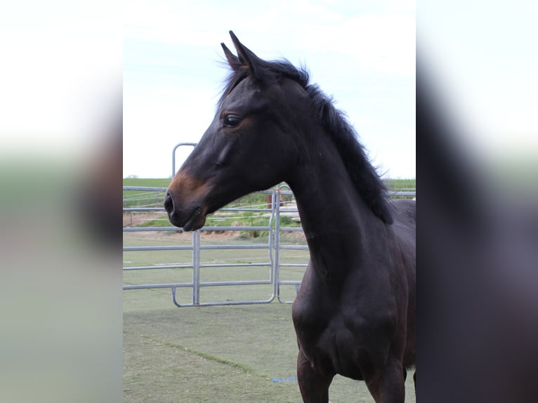 Westfaal Merrie 1 Jaar Zwartbruin in Bad Oeynhausen