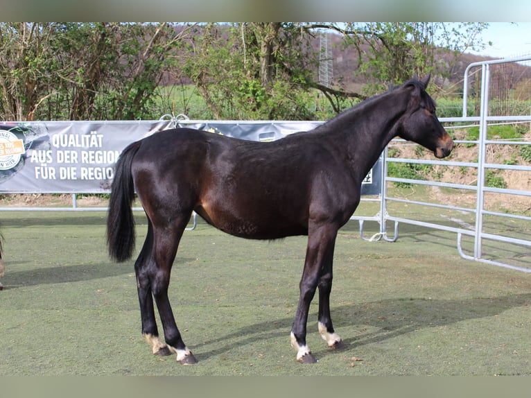 Westfaal Merrie 1 Jaar Zwartbruin in Bad Oeynhausen