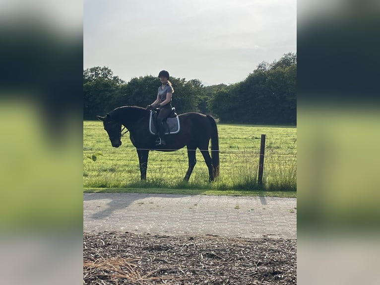 Westfaal Merrie 20 Jaar 160 cm Zwartbruin in Ganderkesee