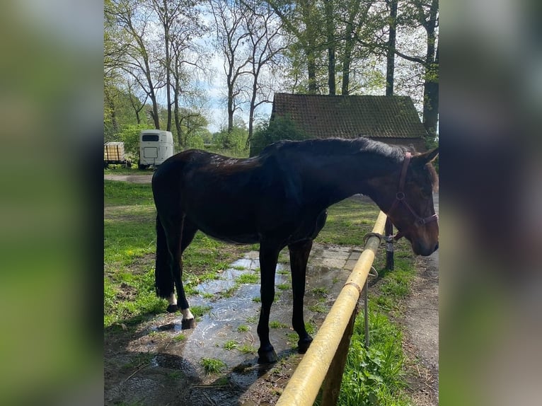 Westfaal Merrie 20 Jaar 165 cm Bruin in Wildeshausen