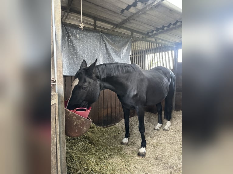 Westfaal Merrie 20 Jaar 165 cm Zwart in Dortmund