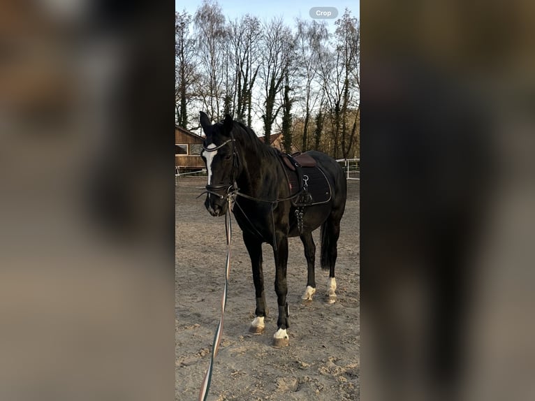 Westfaal Merrie 20 Jaar 165 cm Zwart in Dortmund