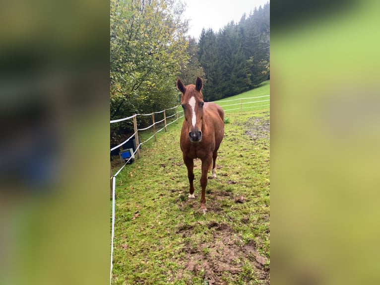 Westfaal Merrie 20 Jaar 169 cm Vos in Wald-Michelbach