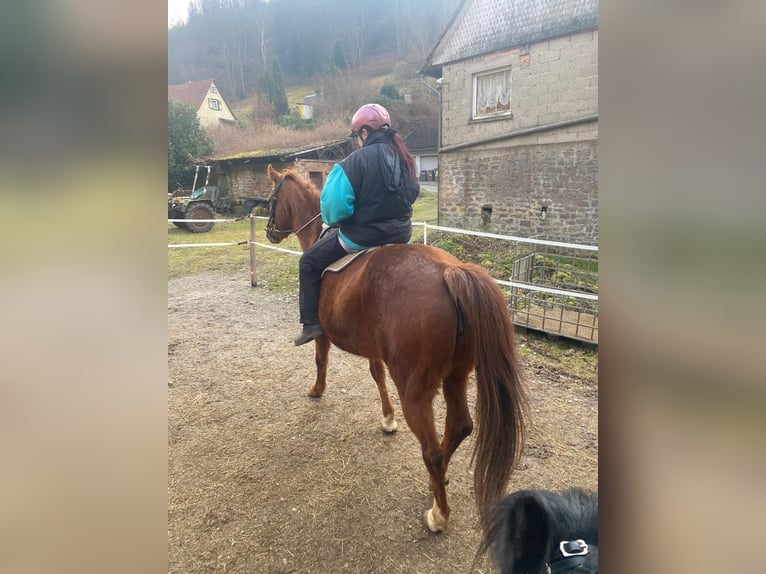 Westfaal Merrie 20 Jaar 169 cm Vos in Wald-Michelbach