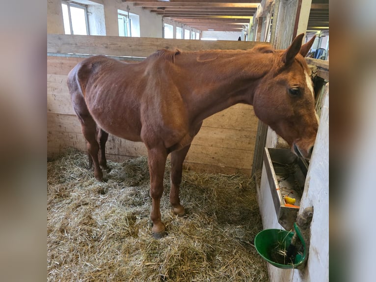 Westfaal Merrie 20 Jaar 170 cm Vos in Balingen