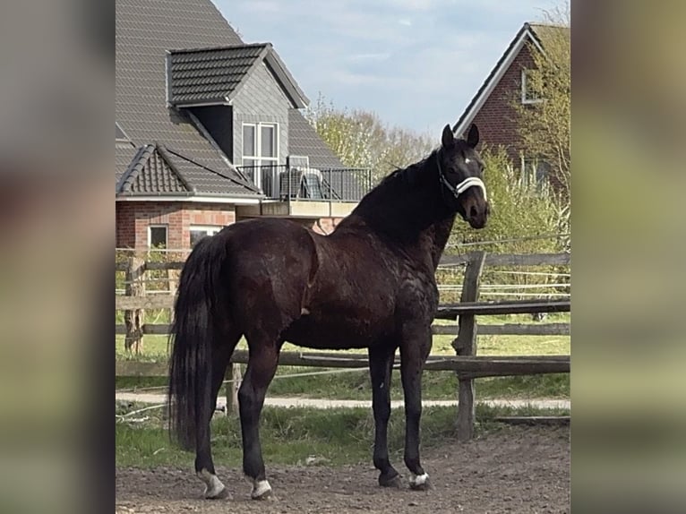 Westfaal Merrie 20 Jaar Bruin in Ahrensburg