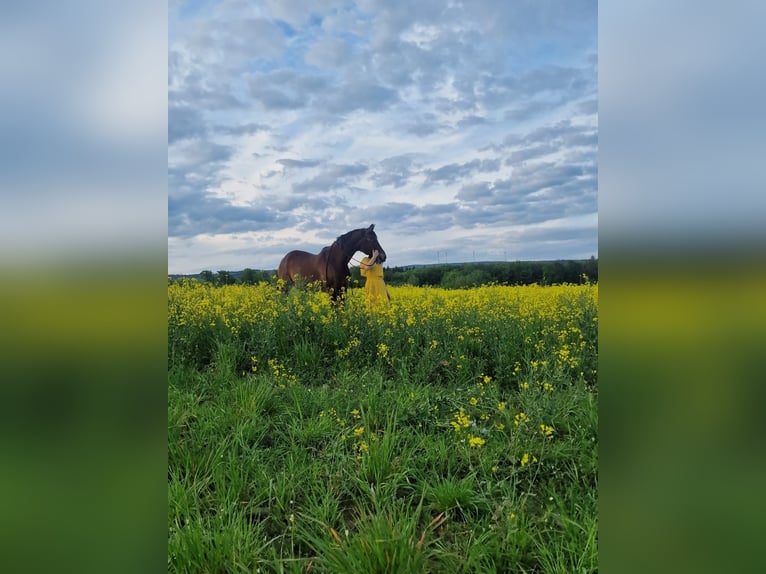 Westfaal Merrie 21 Jaar 164 cm in Losheim am See