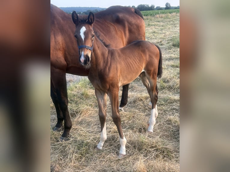 Westfaal Merrie 21 Jaar 170 cm Bruin in Brockum