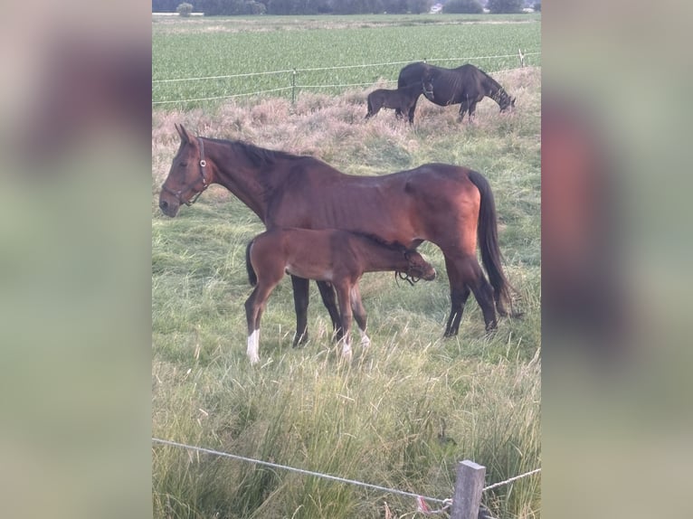 Westfaal Merrie 21 Jaar 170 cm Bruin in Brockum