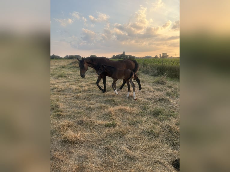 Westfaal Merrie 21 Jaar 170 cm Bruin in Brockum