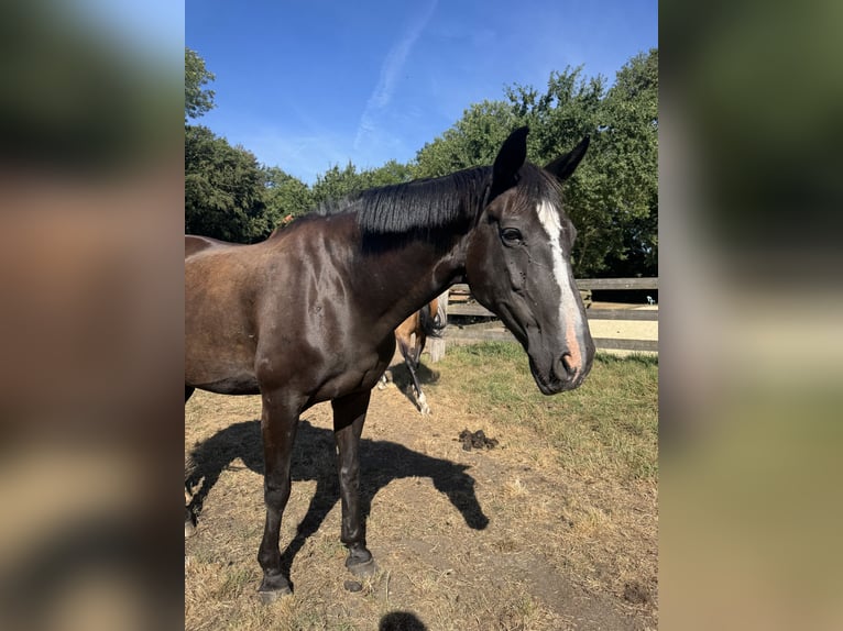 Westfaal Merrie 22 Jaar 163 cm Zwart in Ahaus