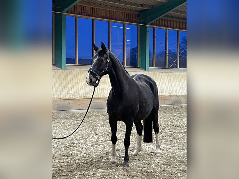 Westfaal Merrie 22 Jaar 165 cm in Ibbenbüren