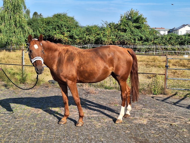Westfaal Merrie 23 Jaar 160 cm Vos in Höxter