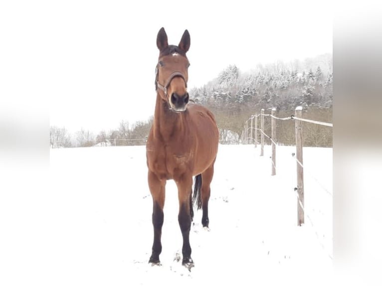 Westfaal Merrie 23 Jaar 165 cm Bruin in Schwäbisch HallSchwäbisch Hall