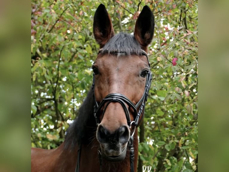 Westfaal Merrie 23 Jaar 165 cm Bruin in Schwäbisch HallSchwäbisch Hall