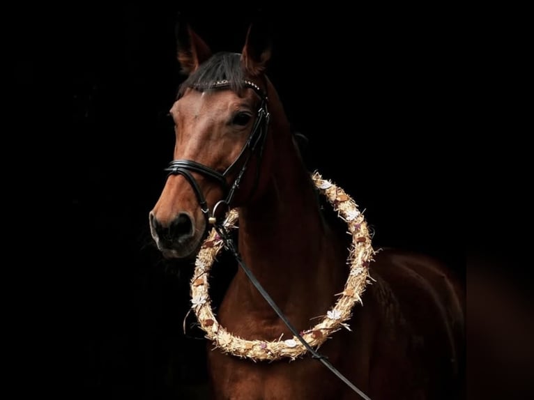 Westfaal Merrie 23 Jaar 165 cm Bruin in Schwäbisch HallSchwäbisch Hall