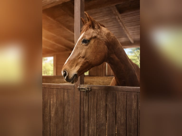 Westfaal Merrie 23 Jaar 165 cm Vos in Essen