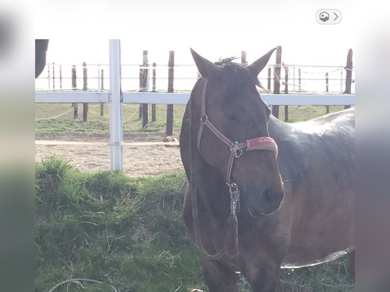 Westfaal Merrie 25 Jaar 169 cm Bruin in Herborn