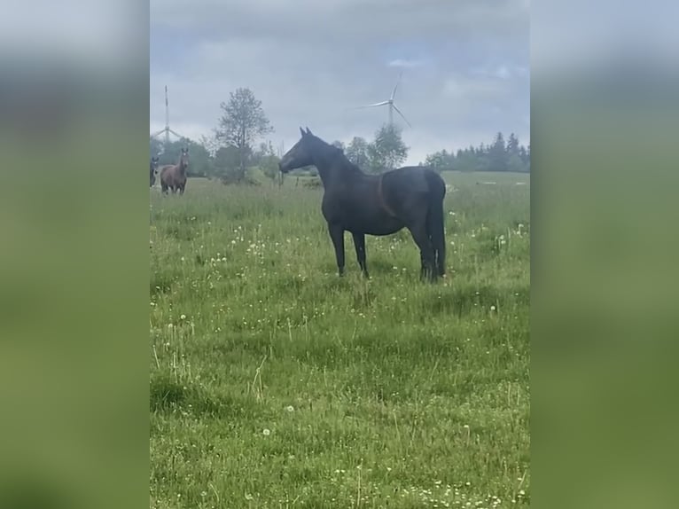 Westfaal Merrie 25 Jaar 169 cm Bruin in Herborn