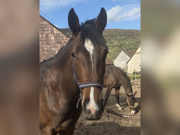 Westfaal Merrie 2 Jaar 158 cm Bruin in Deensen