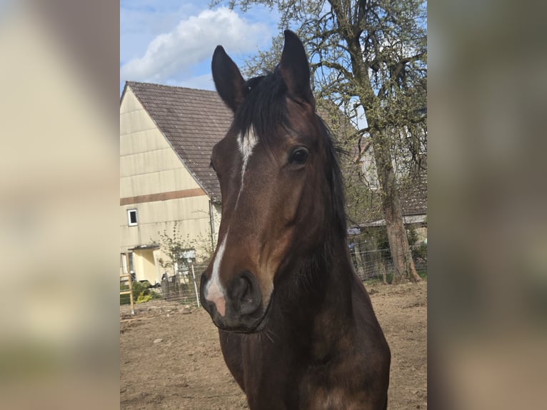 Westfaal Merrie 2 Jaar 158 cm Bruin in Deensen