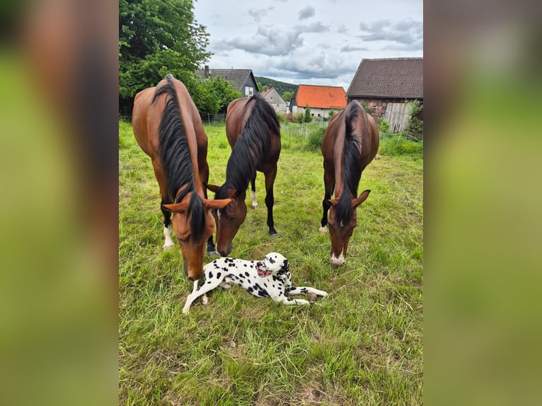 Westfaal Merrie 2 Jaar 158 cm Bruin in Deensen