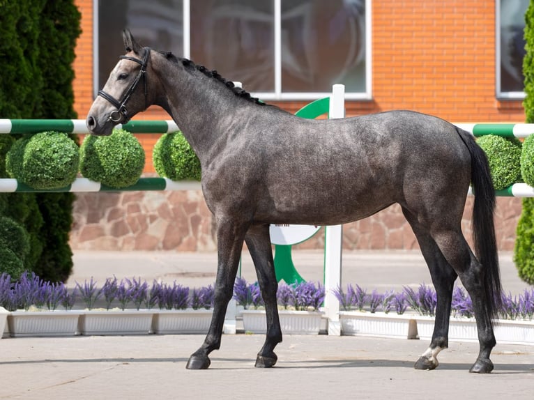 Westfaal Merrie 2 Jaar 160 cm Schimmel in M&#xFC;nster Handorf