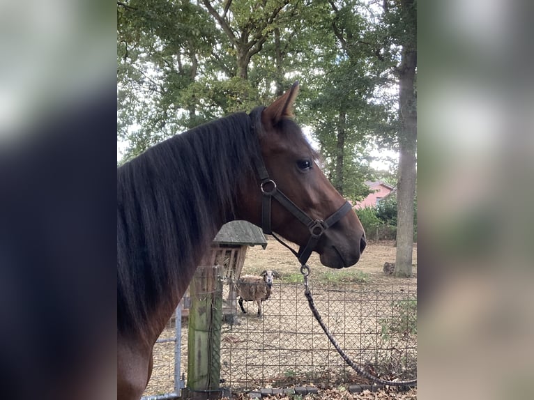 Westfaal Merrie 2 Jaar 162 cm Bruin in Reken