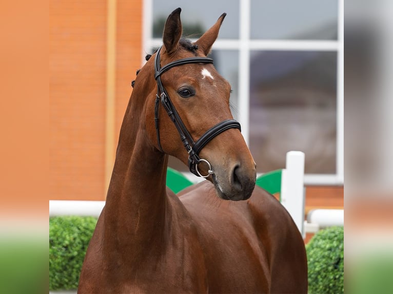 Westfaal Merrie 2 Jaar 162 cm Bruin in M&#xFC;nster Handorf