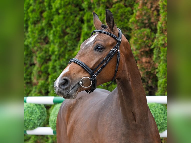 Westfaal Merrie 2 Jaar 162 cm Bruin in M&#xFC;nster Handorf
