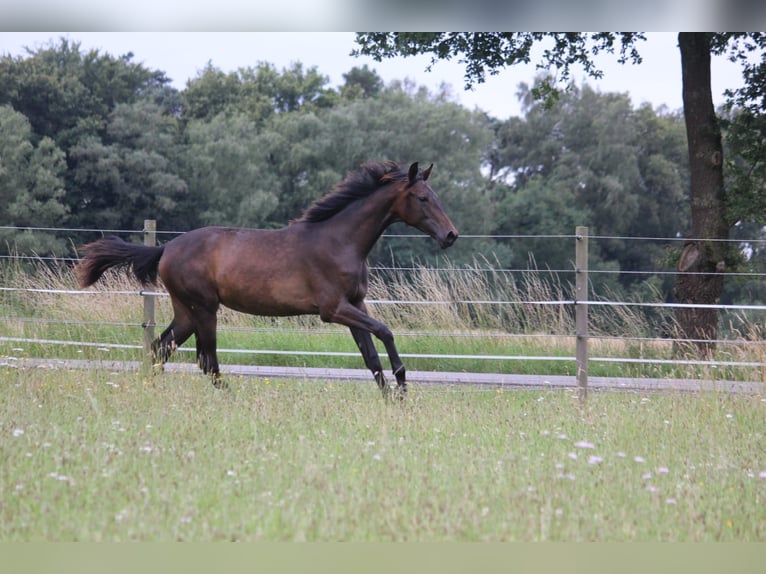 Westfaal Merrie 2 Jaar 162 cm Donkerbruin in Schermbeck