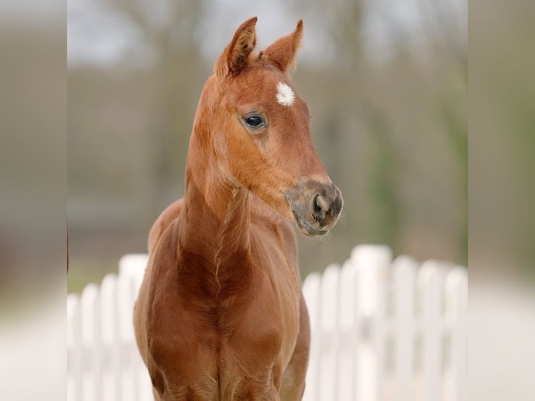 Westfaal Merrie 2 Jaar 162 cm Donkere-vos in Mettmann