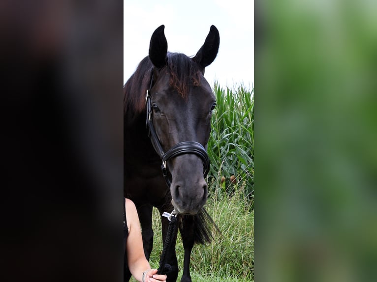 Westfaal Merrie 2 Jaar 162 cm Zwartbruin in Wadersloh