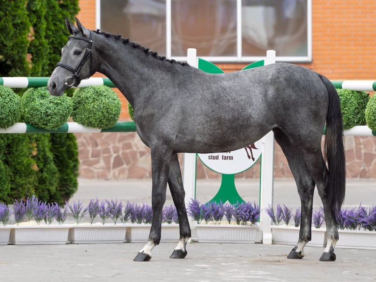 Westfaal Merrie 2 Jaar 163 cm Schimmel in M&#xFC;nster Handorf