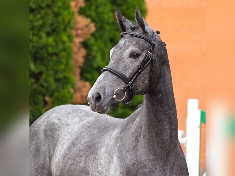 Westfaal Merrie 2 Jaar 163 cm Schimmel in M&#xFC;nster Handorf