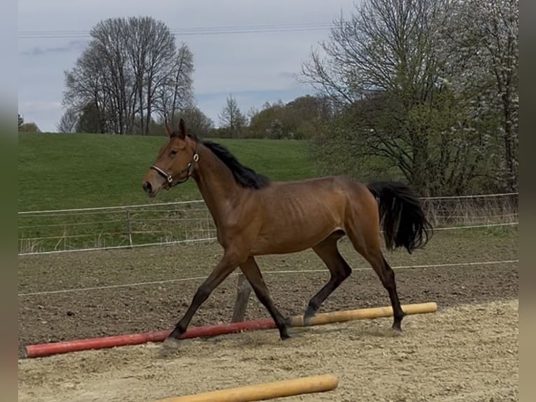 Westfaal Merrie 2 Jaar 165 cm Roodbruin in Wipperfürth