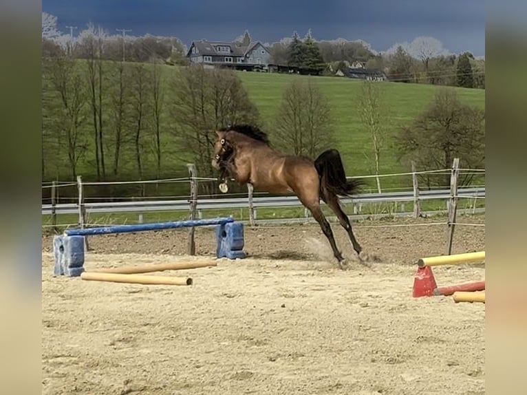 Westfaal Merrie 2 Jaar 165 cm Roodbruin in Wipperfürth