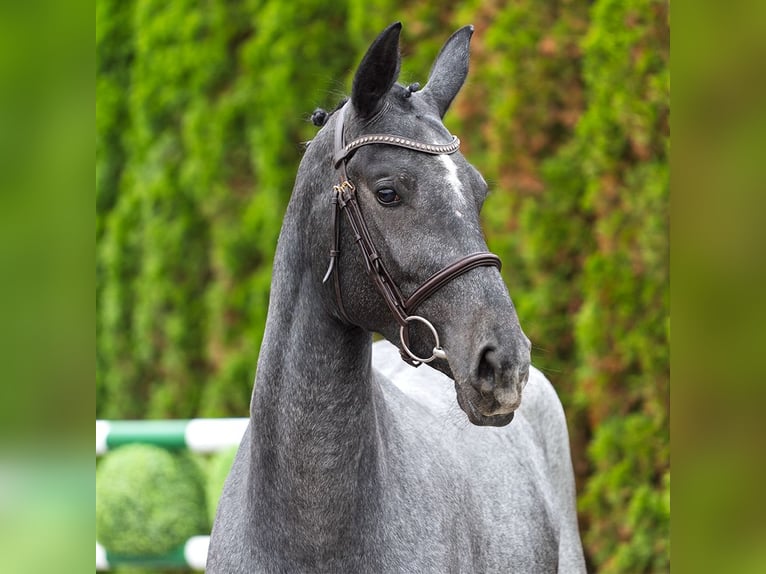 Westfaal Merrie 2 Jaar 166 cm Schimmel in M&#xFC;nster Handorf
