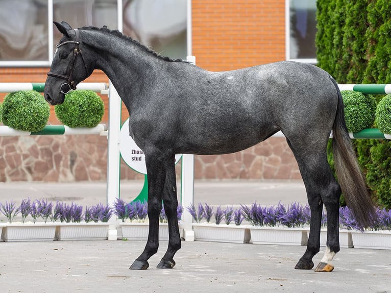Westfaal Merrie 2 Jaar 166 cm Schimmel in M&#xFC;nster Handorf