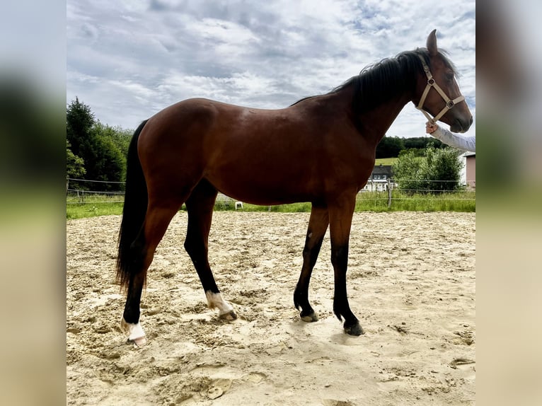 Westfaal Merrie 2 Jaar 167 cm Bruin in Wipperfürth