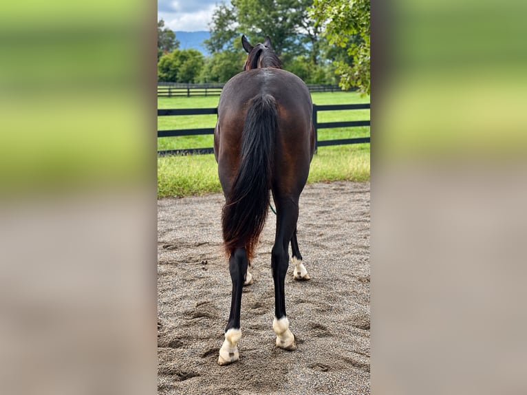 Westfaal Merrie 2 Jaar 167 cm Donkerbruin in Round Hill