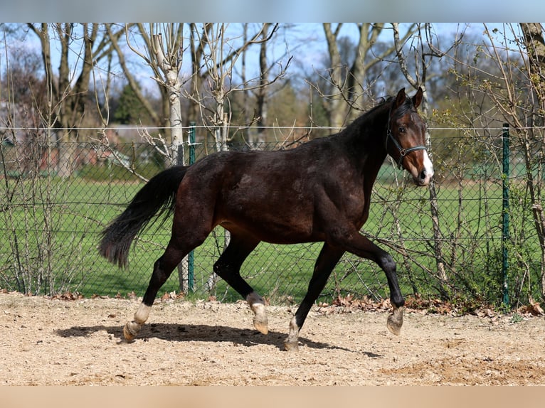 Westfaal Merrie 2 Jaar 168 cm Bruin in Kutenholz