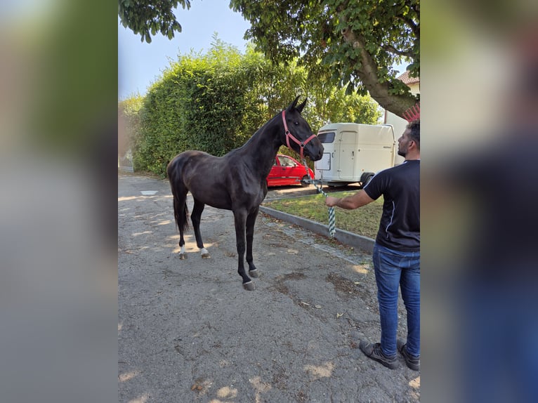 Westfaal Merrie 2 Jaar 168 cm Donkerbruin in Vienenburg